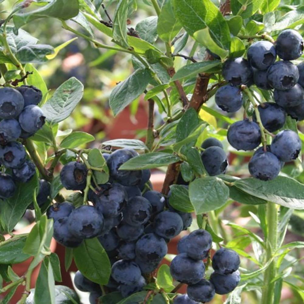 Afin Duke (Vaccinium corymbosum), cu fructe dulci