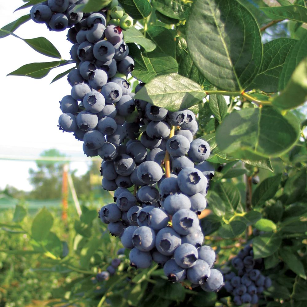 Afin Duke (Vaccinium corymbosum), cu fructe dulci