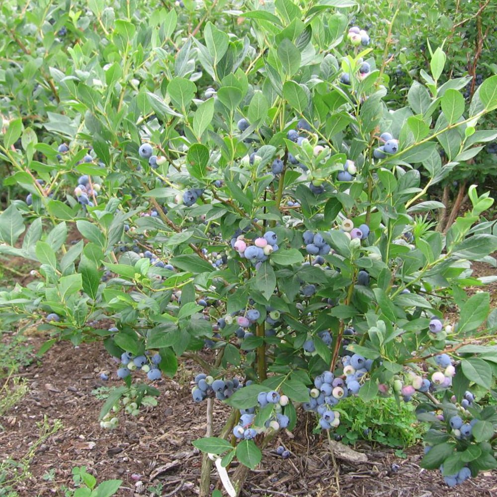 Afin Goldtraube 71 (Vaccinium corymbosum), cu fructe dulci-acisoare