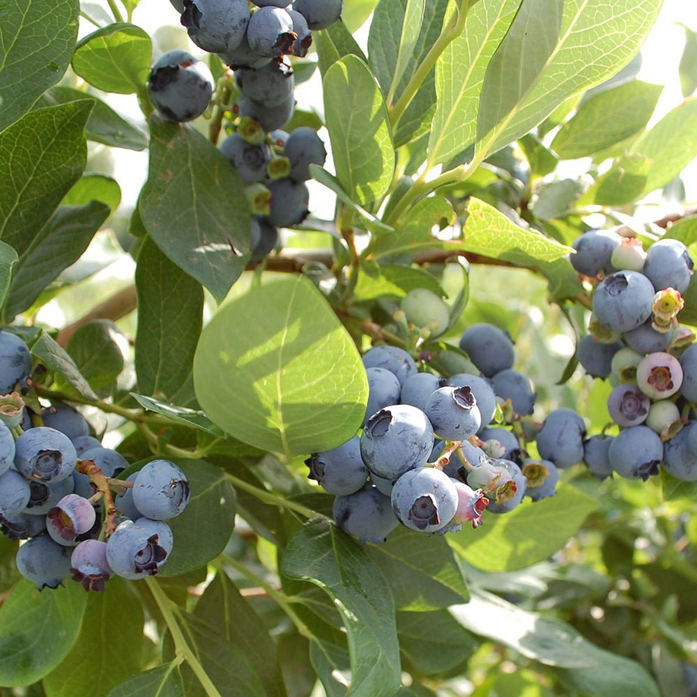 Afin Goldtraube 71 (Vaccinium corymbosum), cu fructe dulci-acisoare