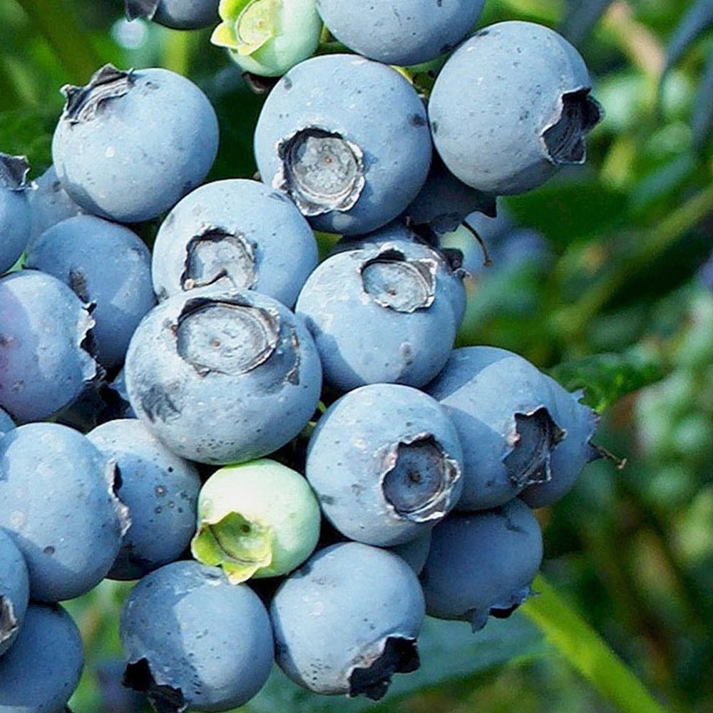 Afin Goldtraube 71 (Vaccinium corymbosum), cu fructe dulci-acisoare