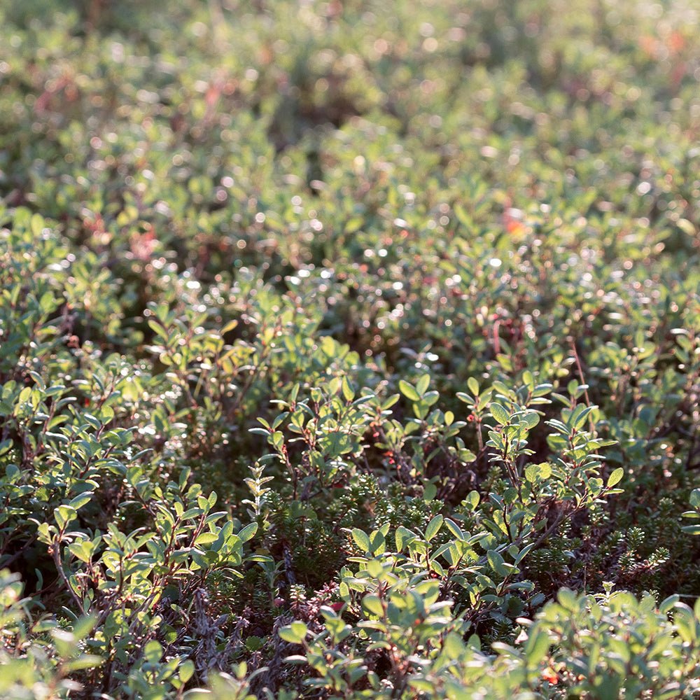 Afin Northland (Vaccinium corymbosum), cu fructe dulci-acrisoare