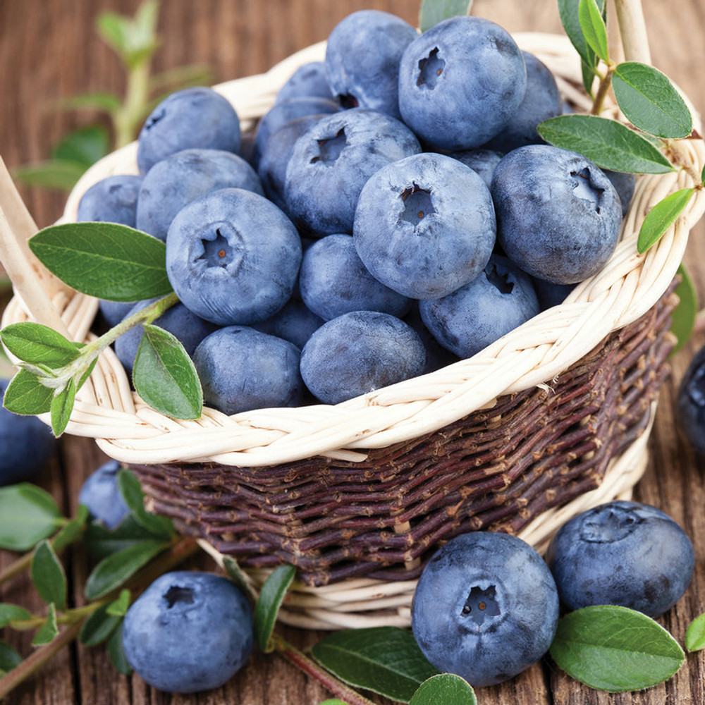 Afin Northland (Vaccinium corymbosum), cu fructe dulci-acrisoare