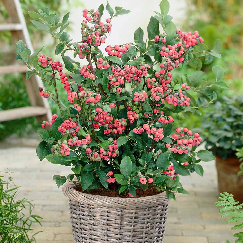 Afin Pink Lemonade (Vaccinium), cu fructe roz-rosu dulci-acrisoare