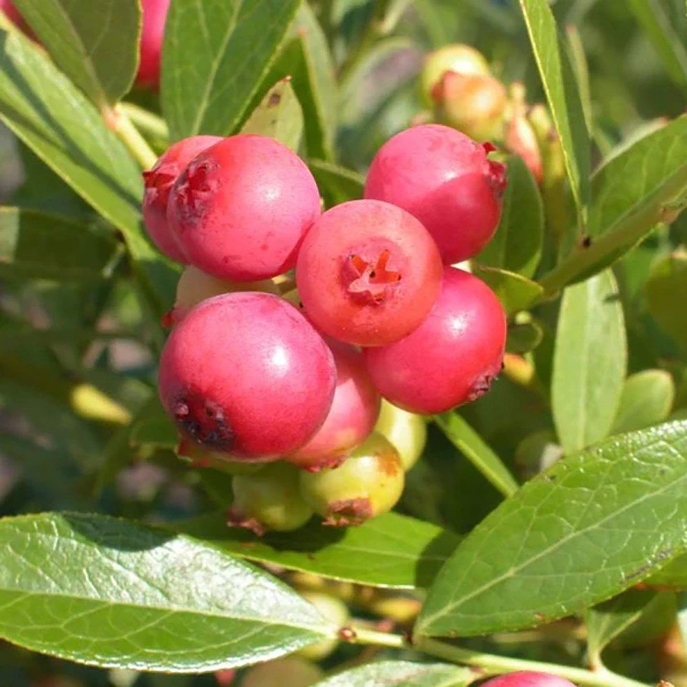 Afin Pink Lemonade (Vaccinium), cu fructe roz-rosu dulci-acrisoare