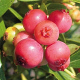Afin Pink Lemonade (Vaccinium), crescut in ghiveci, fructe rosu-roz - VERDENA-40-50 cm inaltime, livrat in ghiveci de 3 l