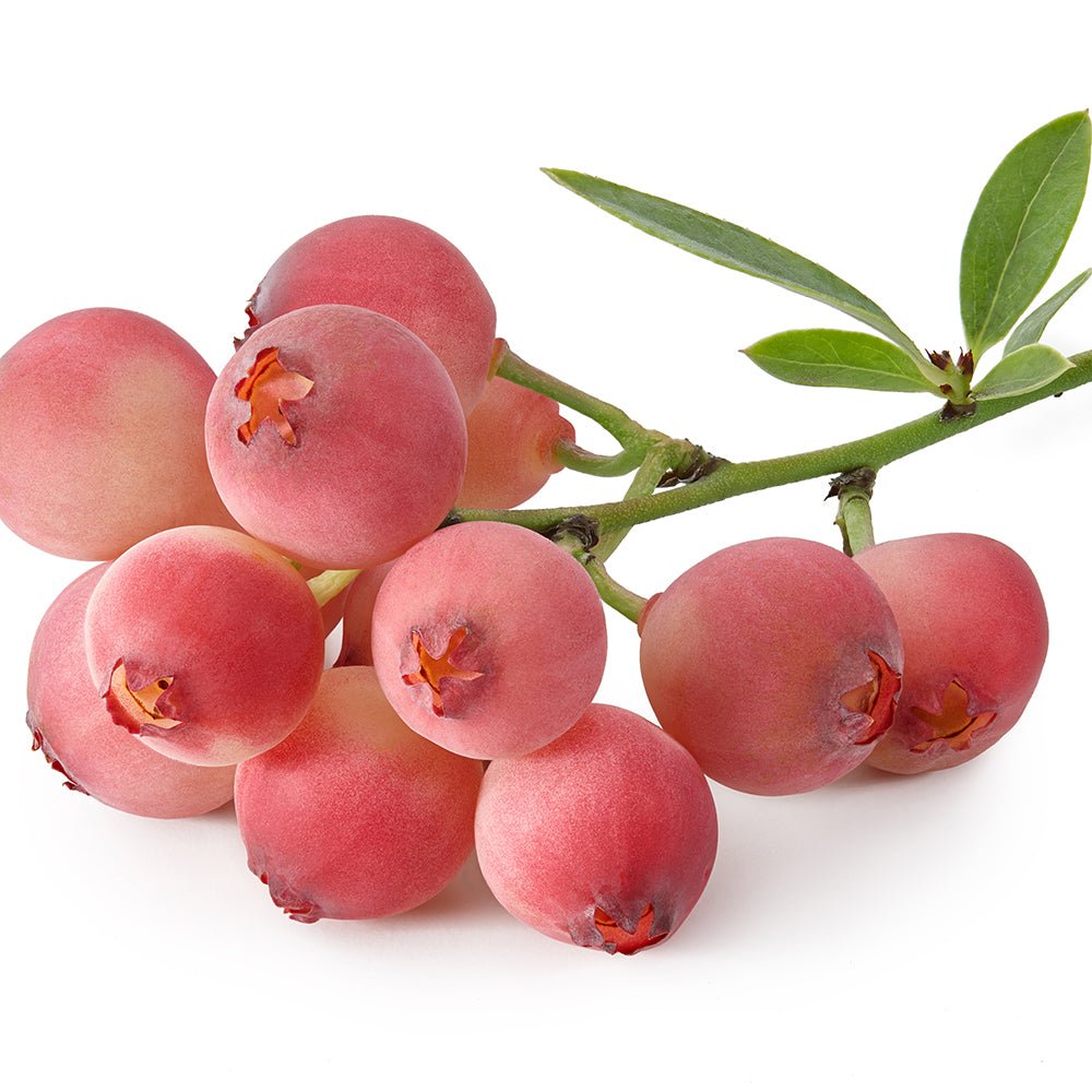 Afin Pink Lemonade (Vaccinium), cu fructe roz-rosu dulci-acrisoare