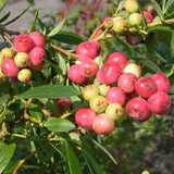 Afin Pink Lemonade (Vaccinium), crescut in ghiveci, fructe rosu-roz - VERDENA-40-50 cm inaltime, livrat in ghiveci de 3 l