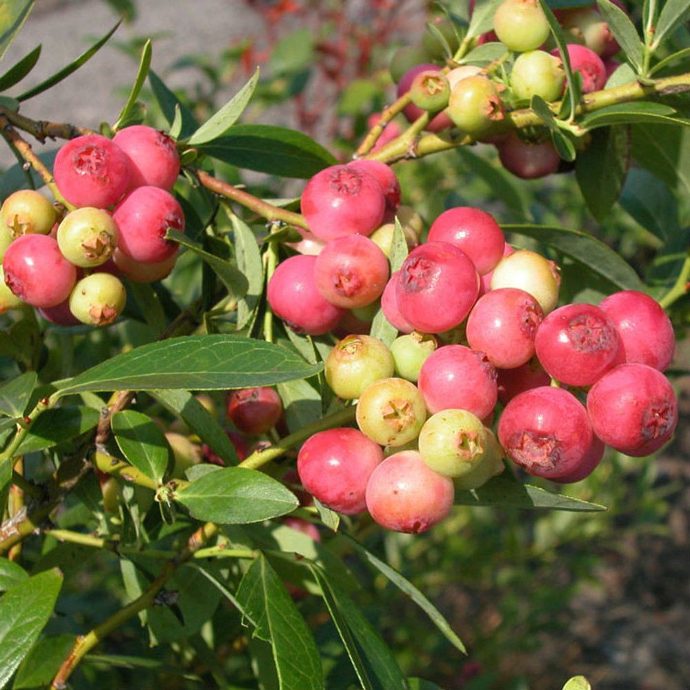 Afin Pink Lemonade (Vaccinium), cu fructe roz-rosu dulci-acrisoare