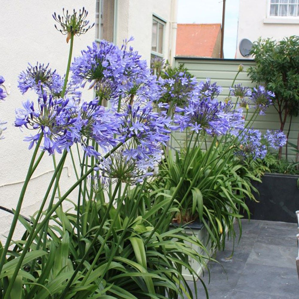 Crin African Agapanthus Blue Triumphirator