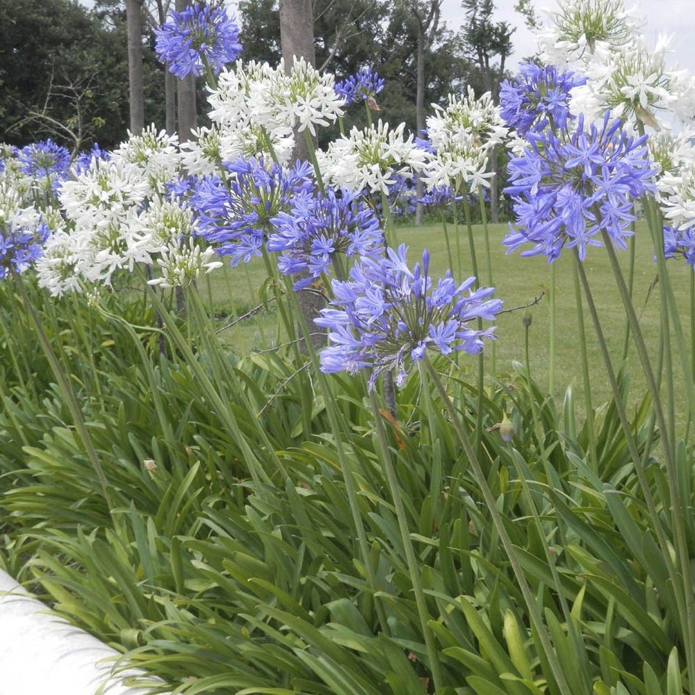 Crin African Agapanthus Blue Triumphirator