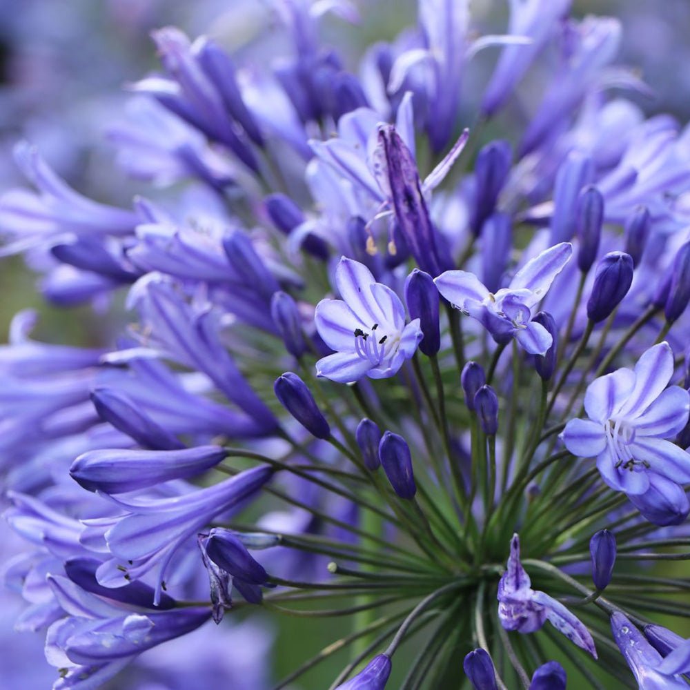 Crin African Agapanthus Blue Triumphirator