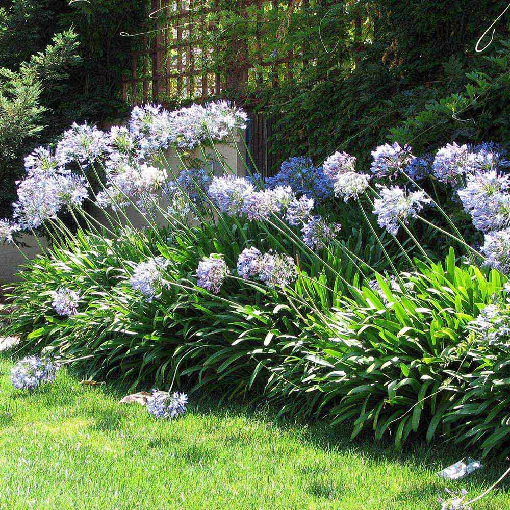 Crin African Agapanthus Blue Triumphirator
