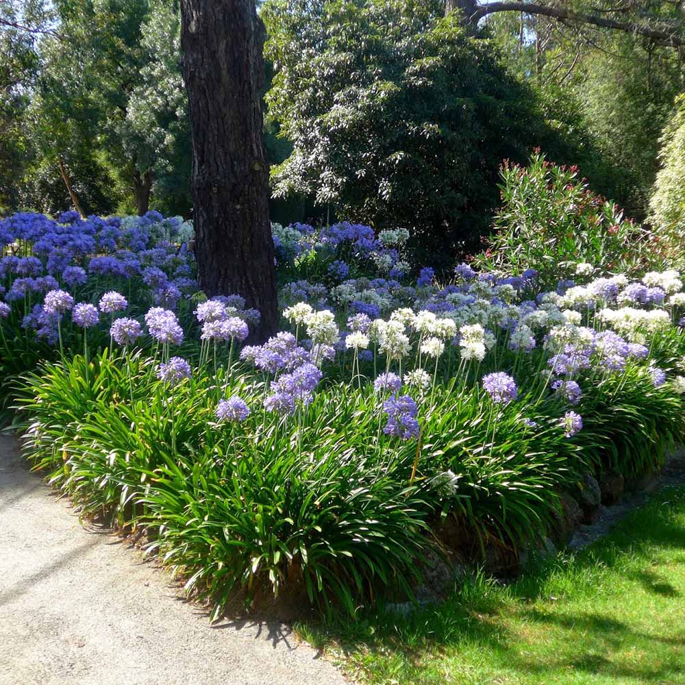 Crin African Agapanthus Blue Triumphirator