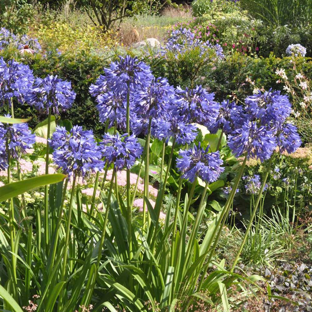 Crin African Agapanthus Blue Triumphirator
