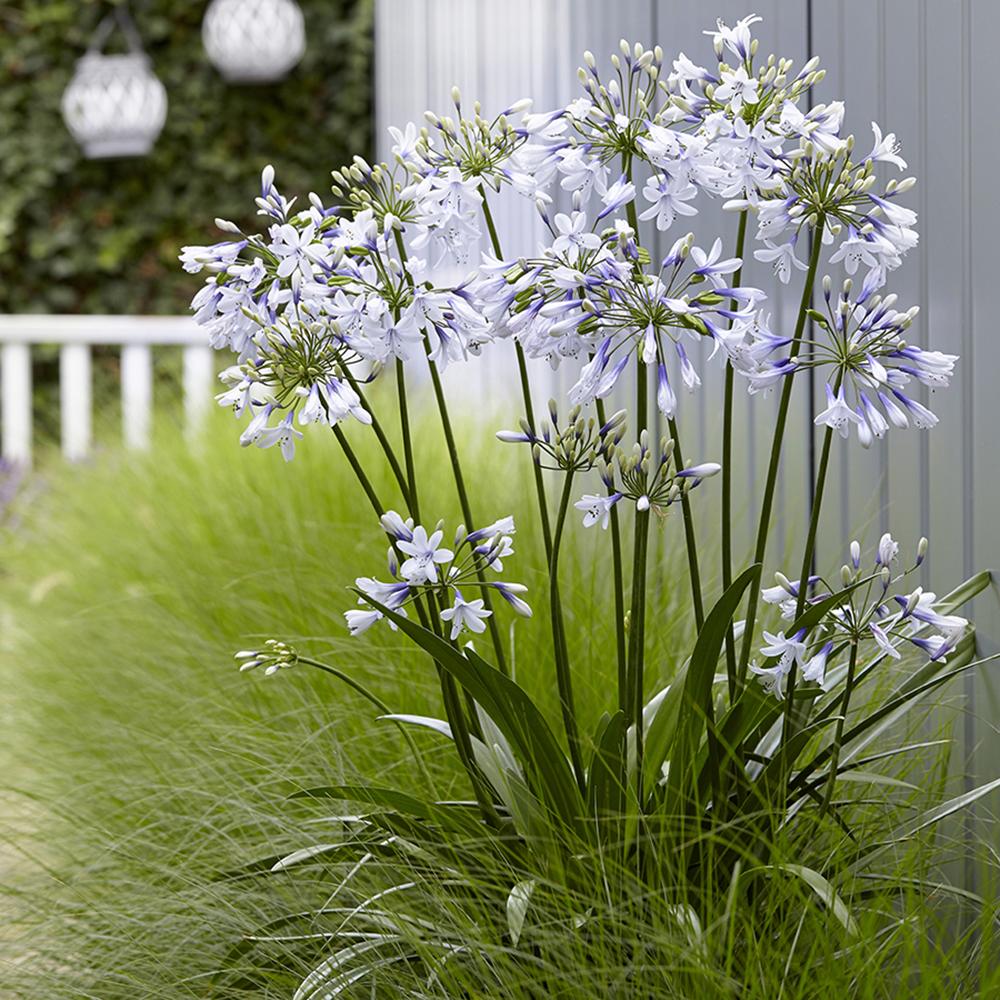 Agapanthus Columba