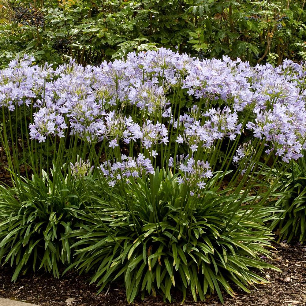 Agapanthus Columba