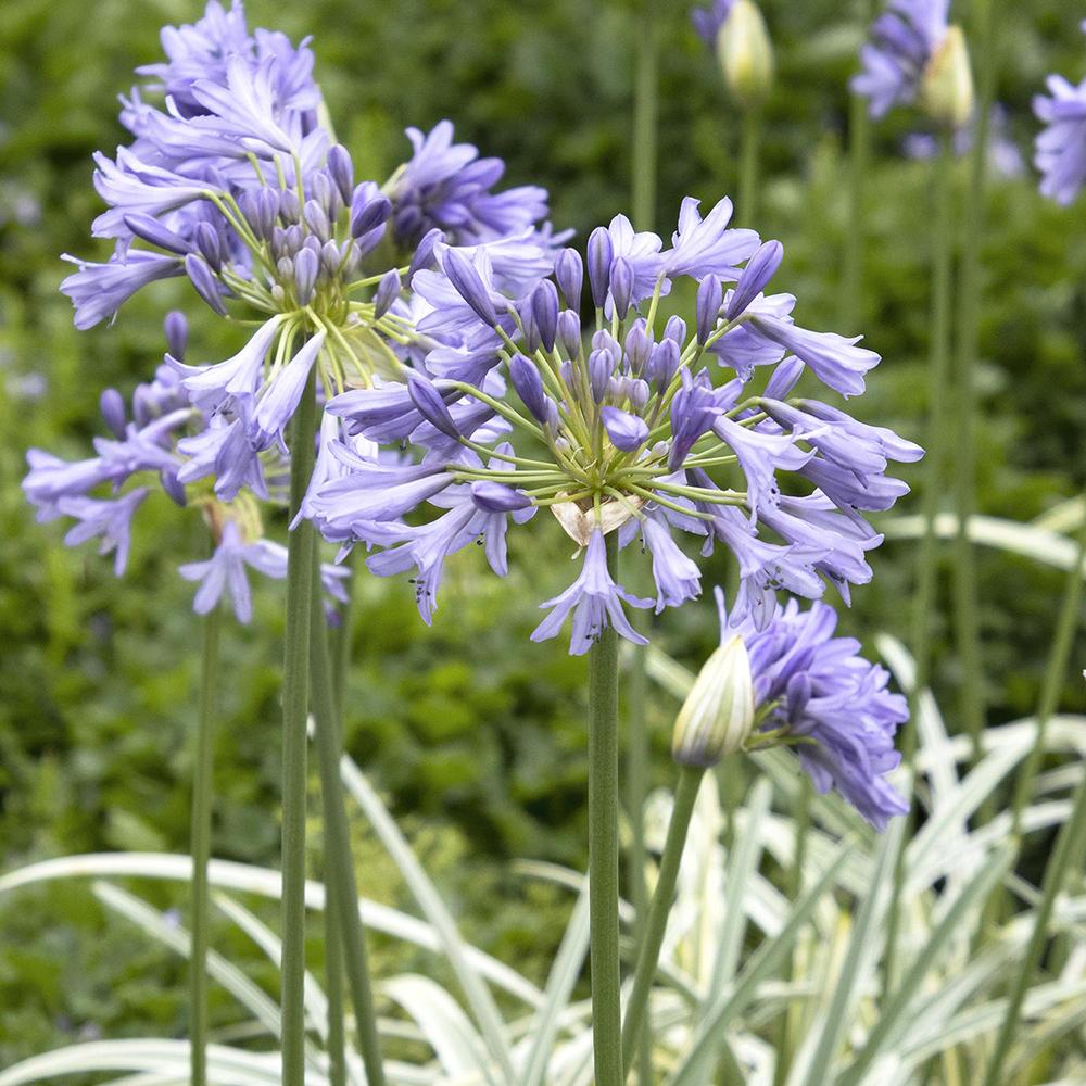 Agapanthus Columba