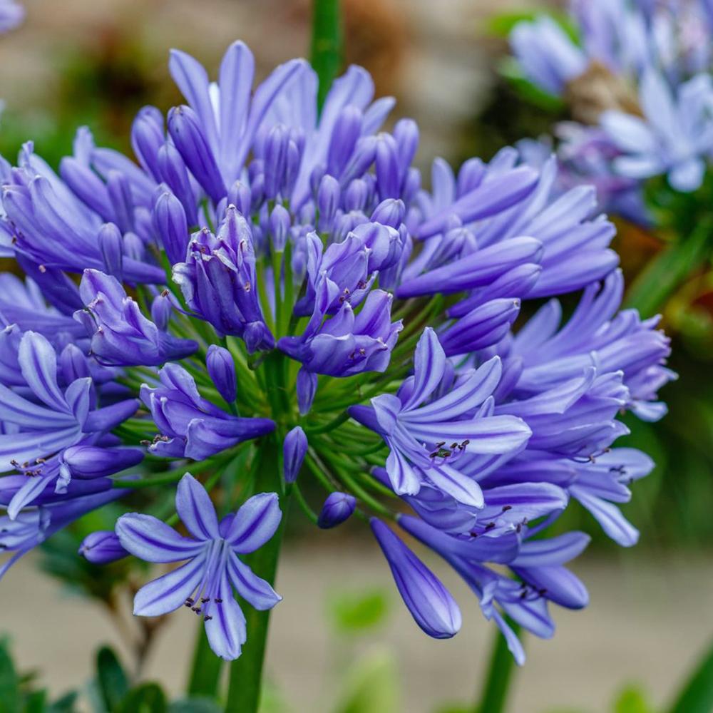 Agapanthus Columba