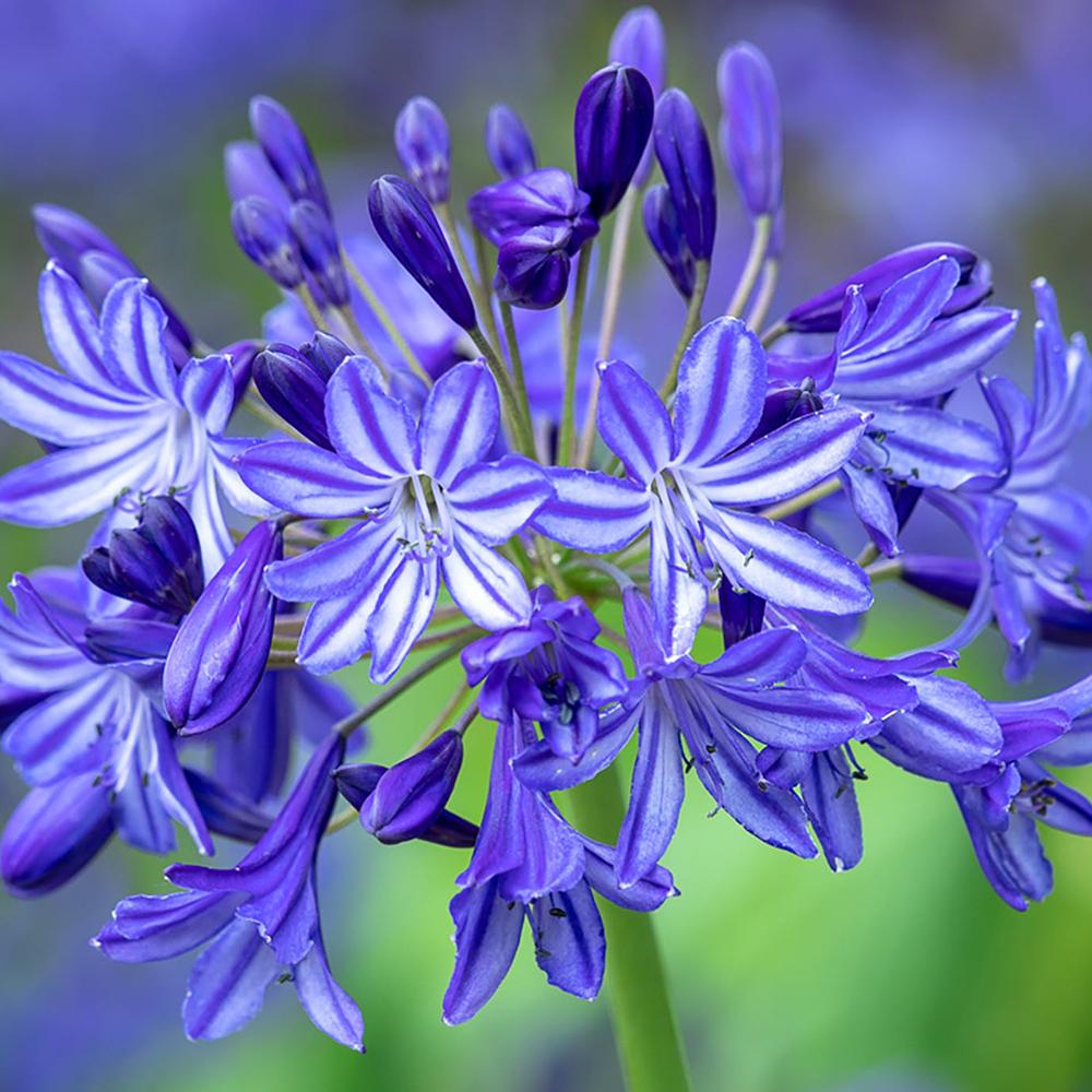 Agapanthus Columba