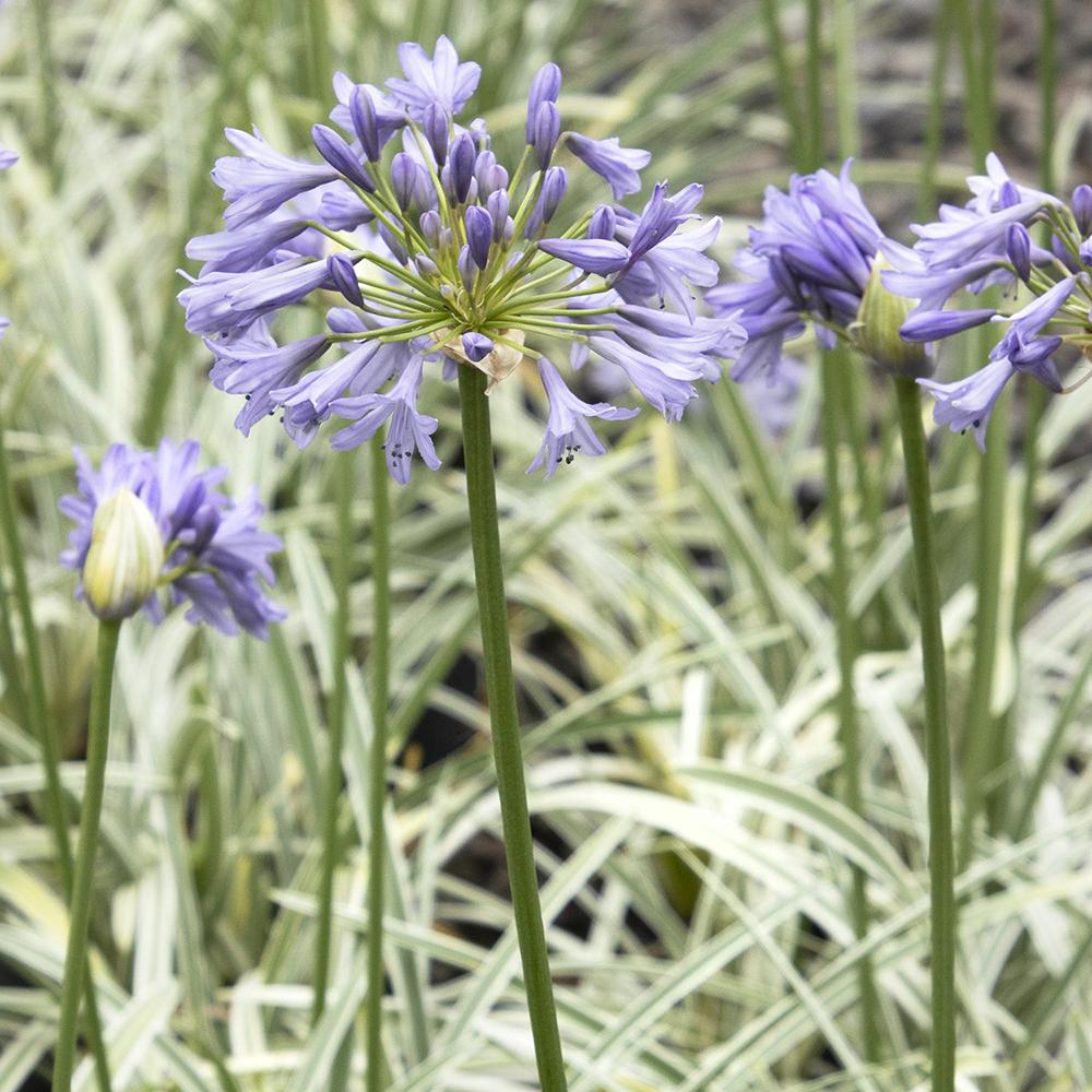 Agapanthus Columba