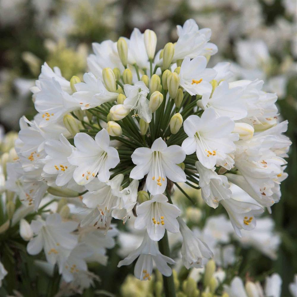 Agapanthus Music Collection Alb