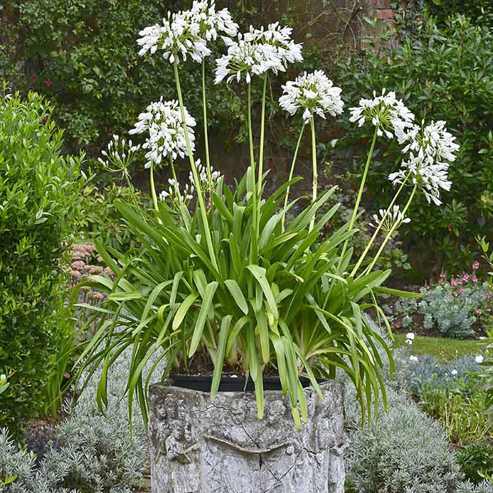 Agapanthus Music Collection Alb