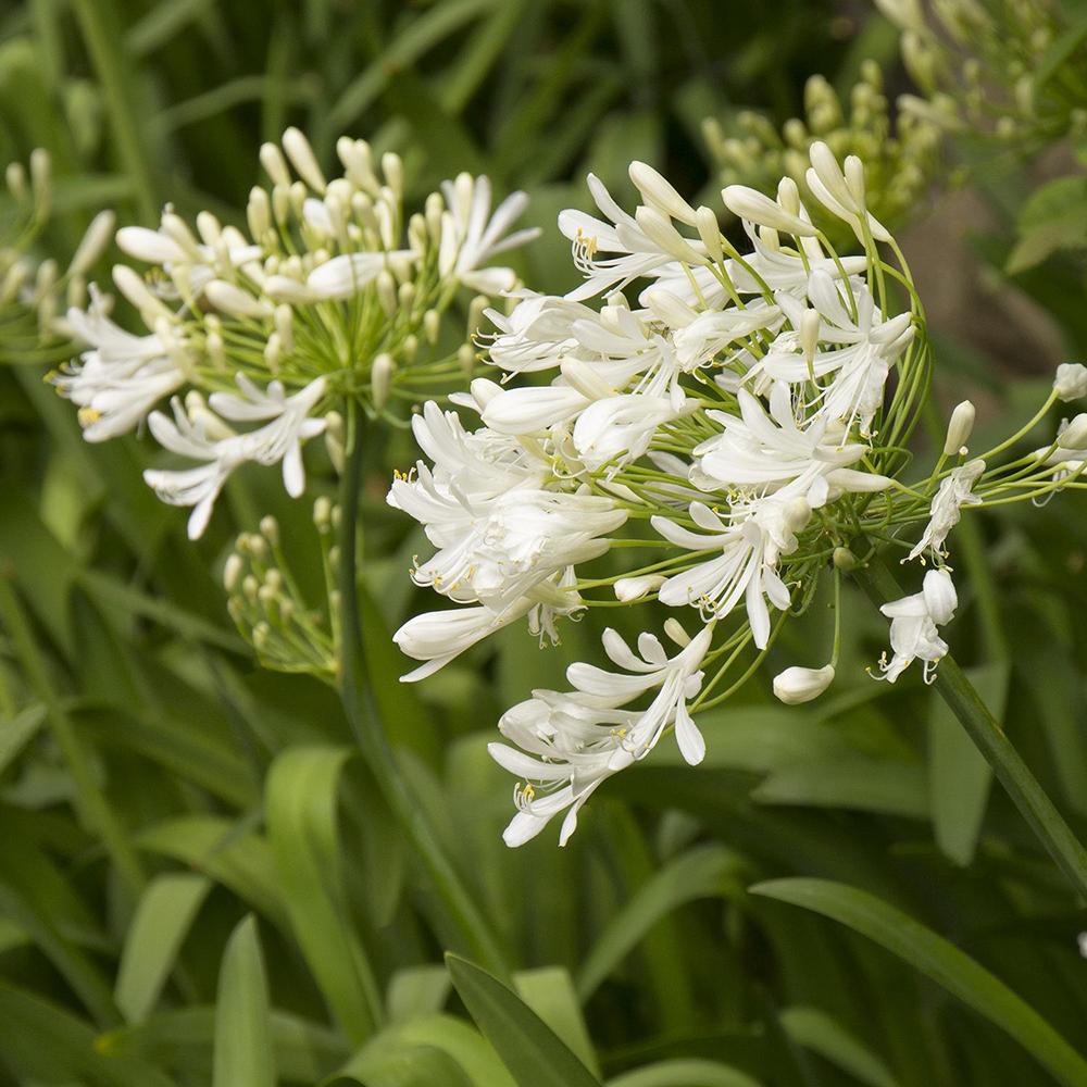 Agapanthus Music Collection Alb