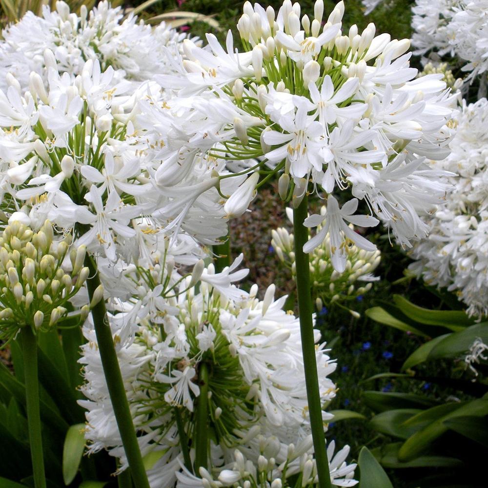 Agapanthus Music Collection Alb