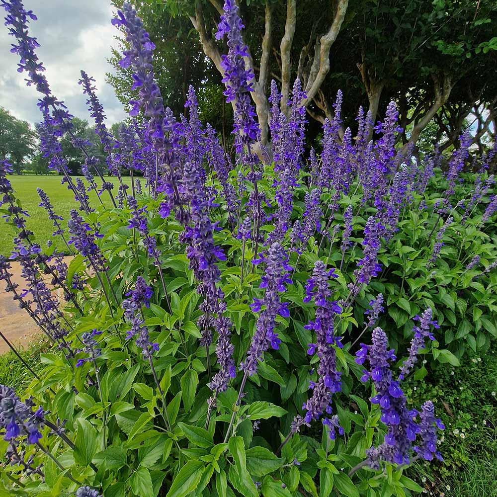 Isop Agastache Blue Fortune
