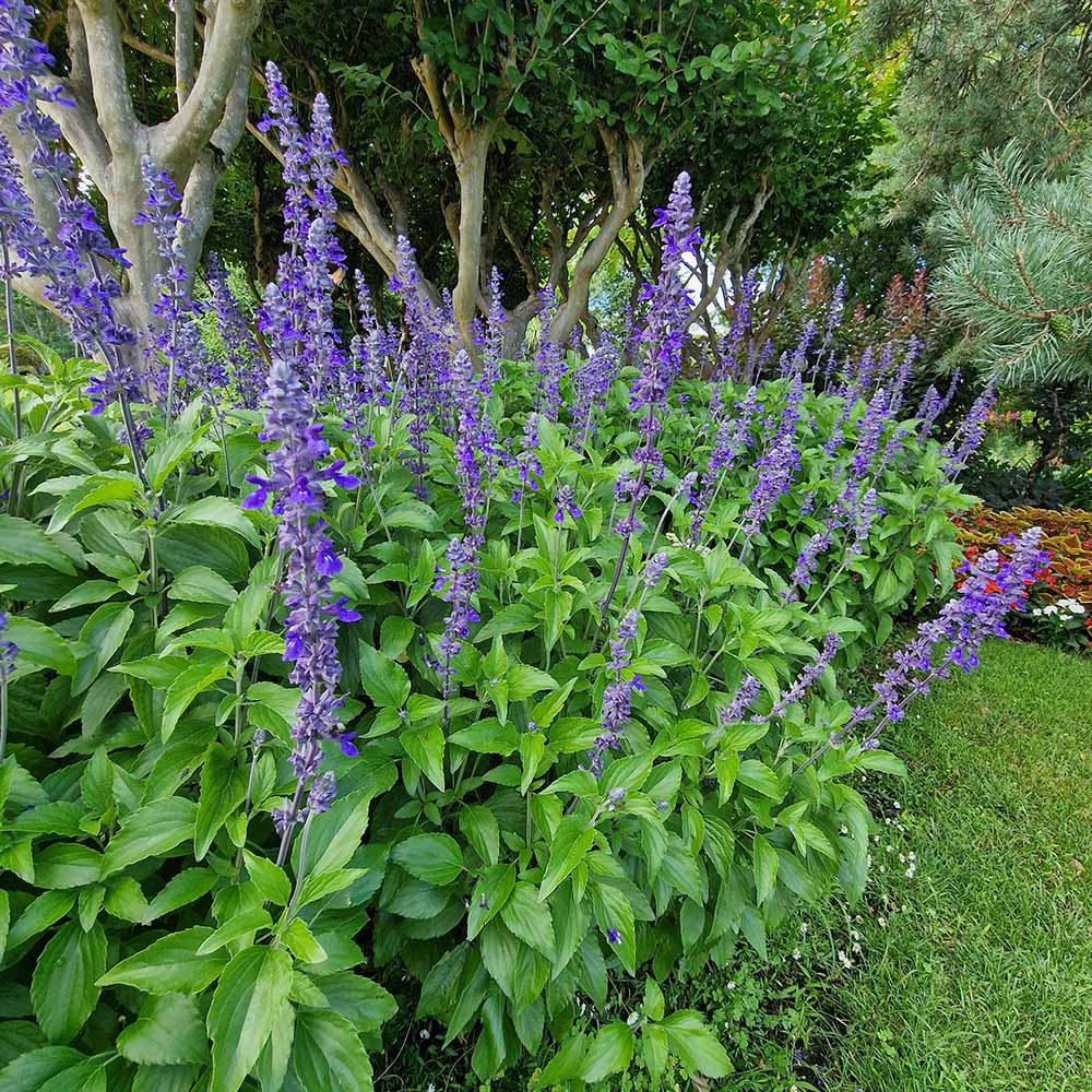 Isop Agastache Blue Fortune