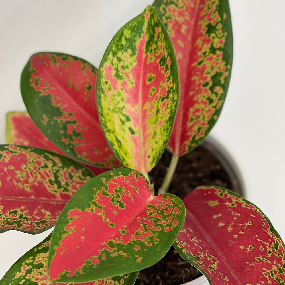Aglaonema Cherry Baby - 35 cm