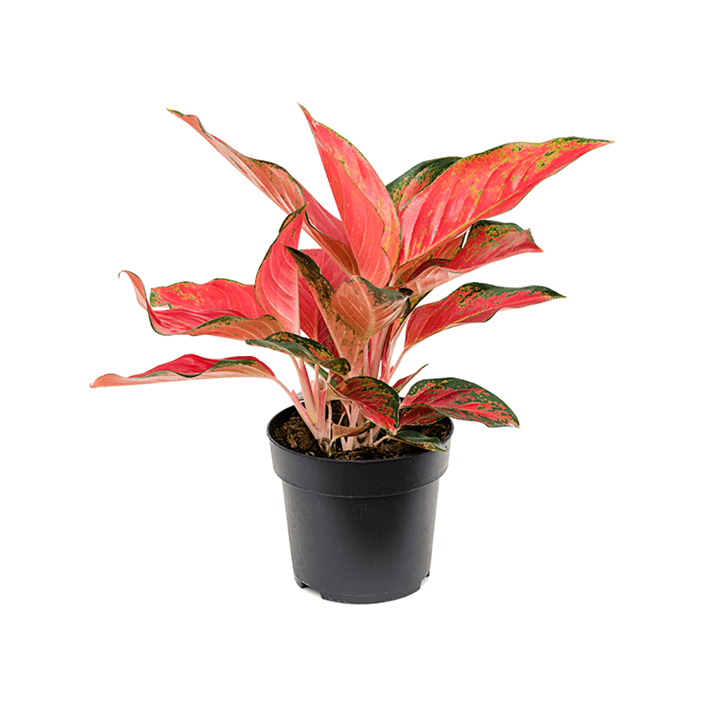 Aglaonema Cherry Baby - 35 cm