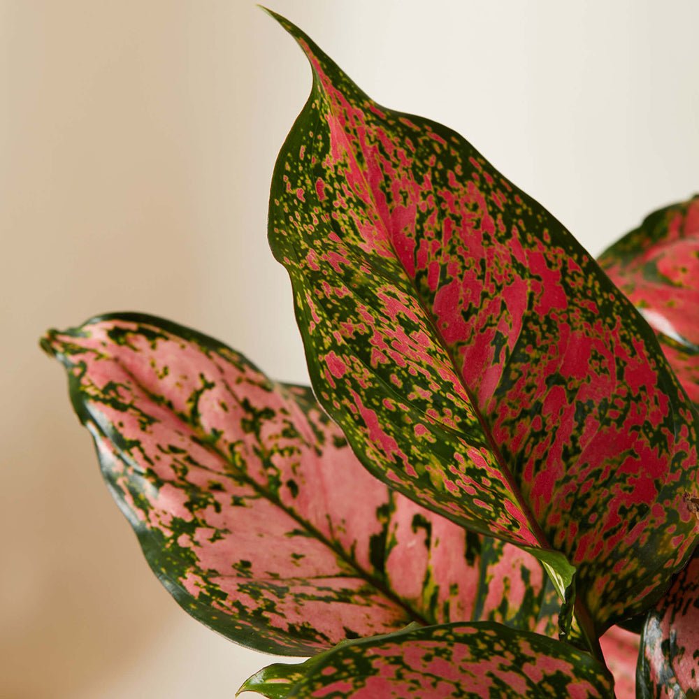 Aglaonema Cherry Baby - 35 cm