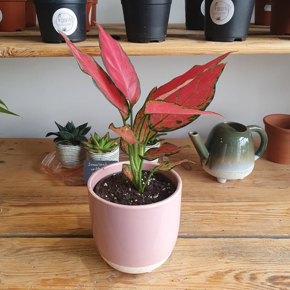 Aglaonema Cherry Baby - 35 cm