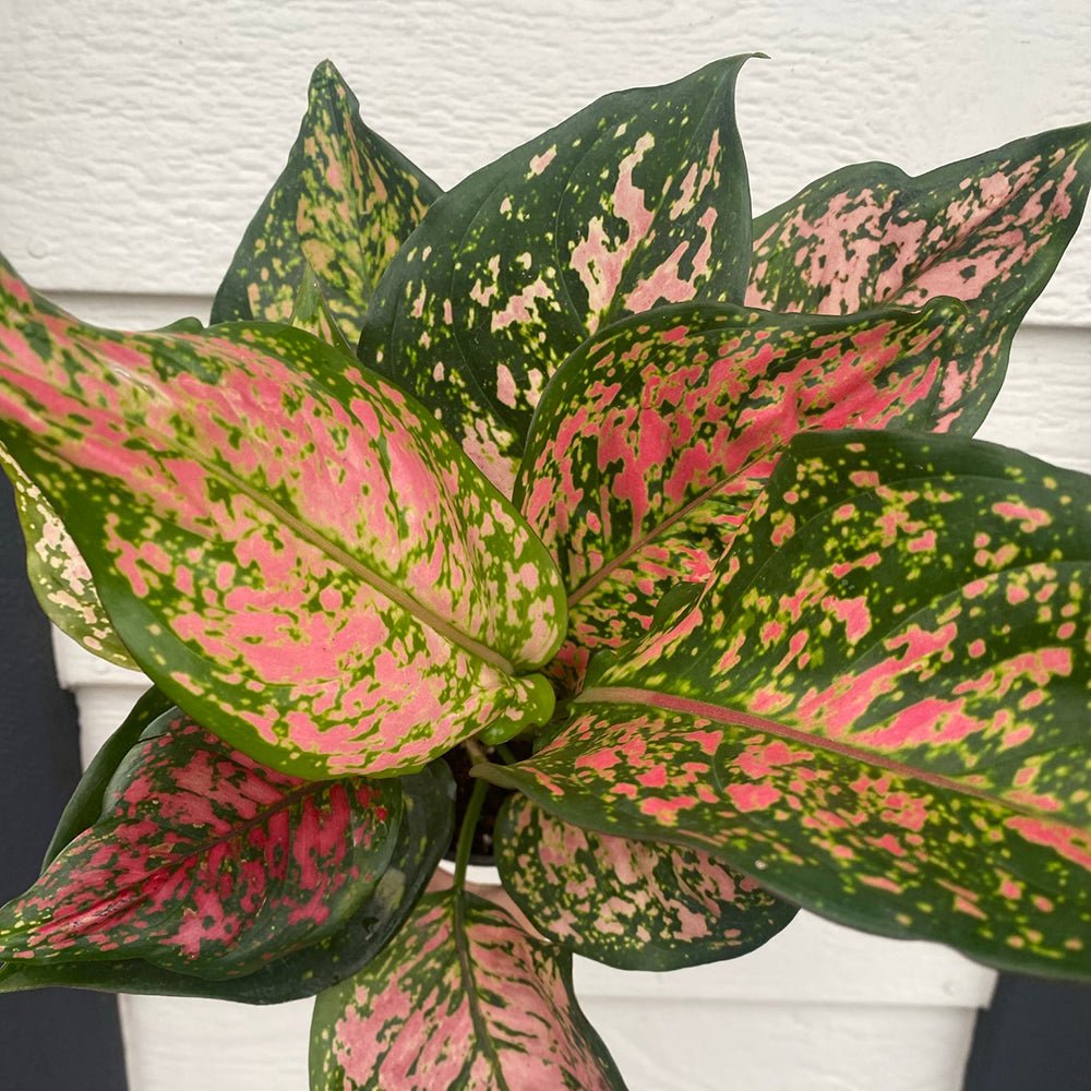 Aglaonema Cherry Baby - 35 cm