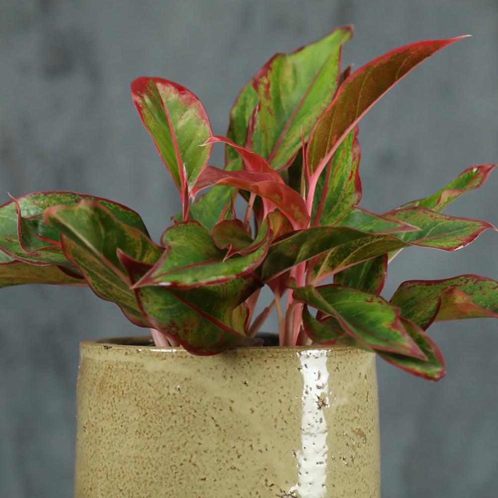 Aglaonema Crete - 25-35 cm, cu frunze rosii-verzi
