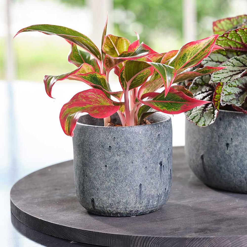 Aglaonema Crete - 25-35 cm, cu frunze rosii-verzi