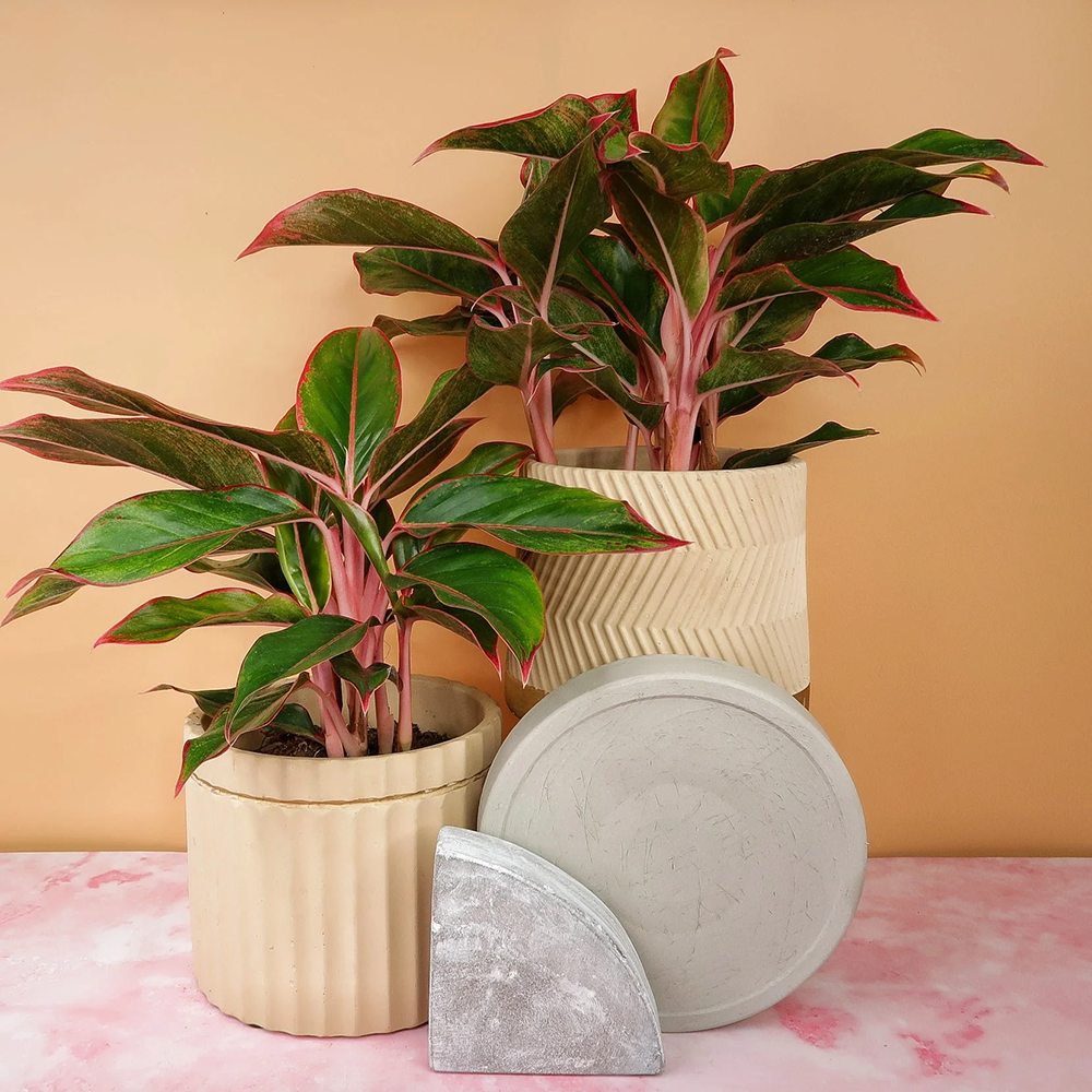 Aglaonema Crete - 25-35 cm, cu frunze rosii-verzi