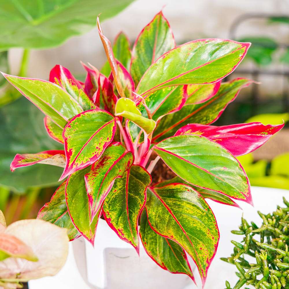 Aglaonema Crete - 25-35 cm, cu frunze rosii-verzi