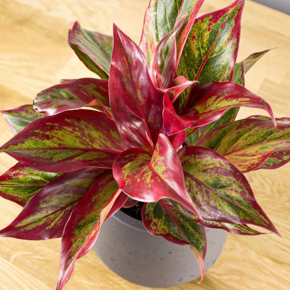 Aglaonema Crete - 25-35 cm, cu frunze rosii-verzi