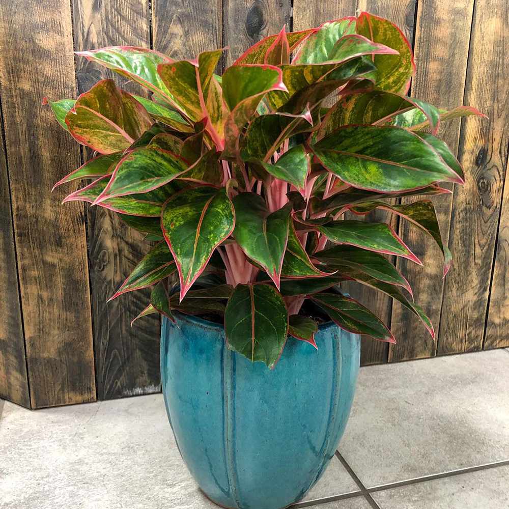 Aglaonema Crete - 25-35 cm, cu frunze rosii-verzi