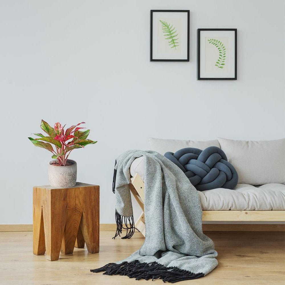 Aglaonema Crete - 25-35 cm, cu frunze rosii-verzi