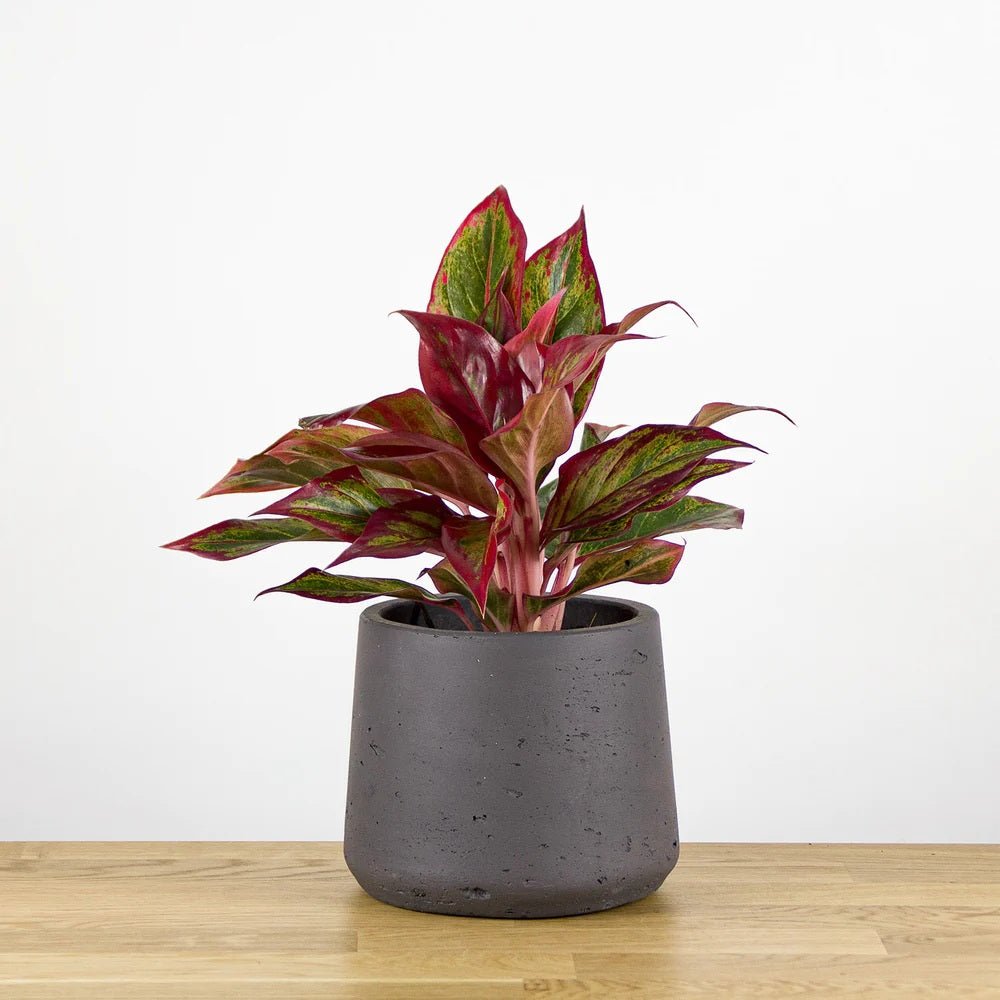 Aglaonema Crete - 25-35 cm, cu frunze rosii-verzi