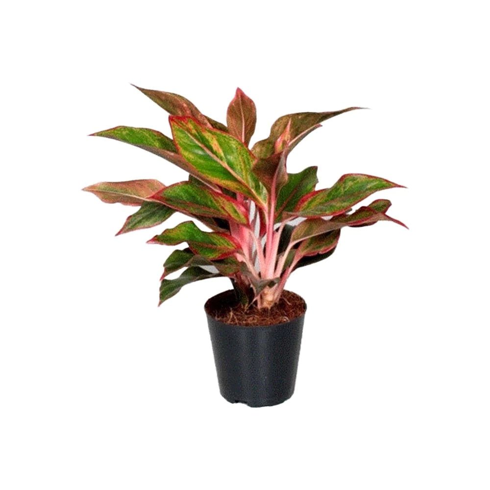Aglaonema Crete - 25-35 cm, cu frunze rosii-verzi