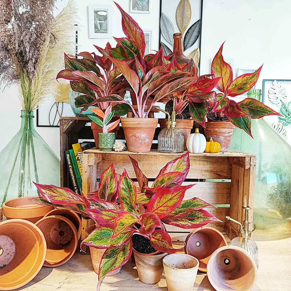 Aglaonema Crete - 25-35 cm, cu frunze rosii-verzi