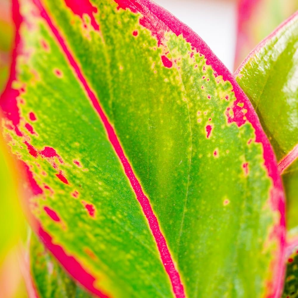 Aglaonema Crete - 25-35 cm, cu frunze rosii-verzi