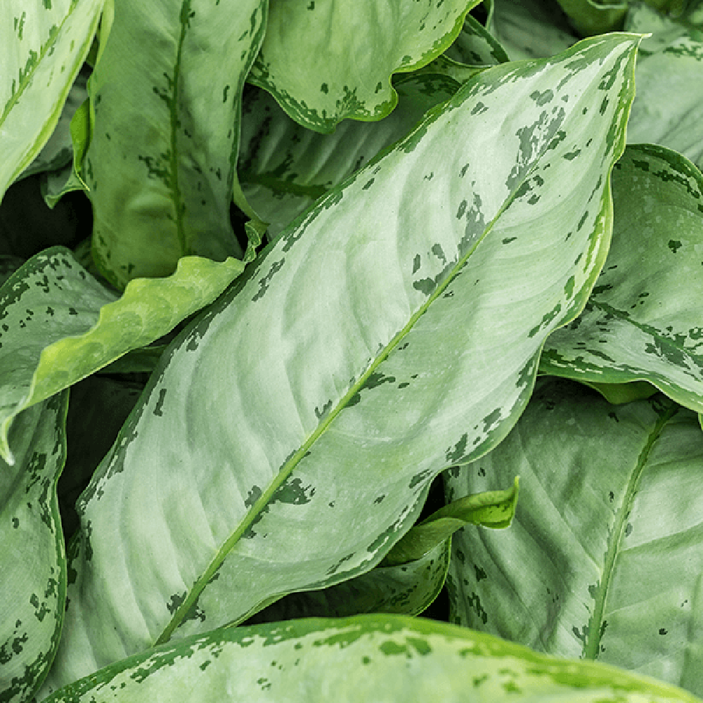 Aglaonema Freedman - 70 cm