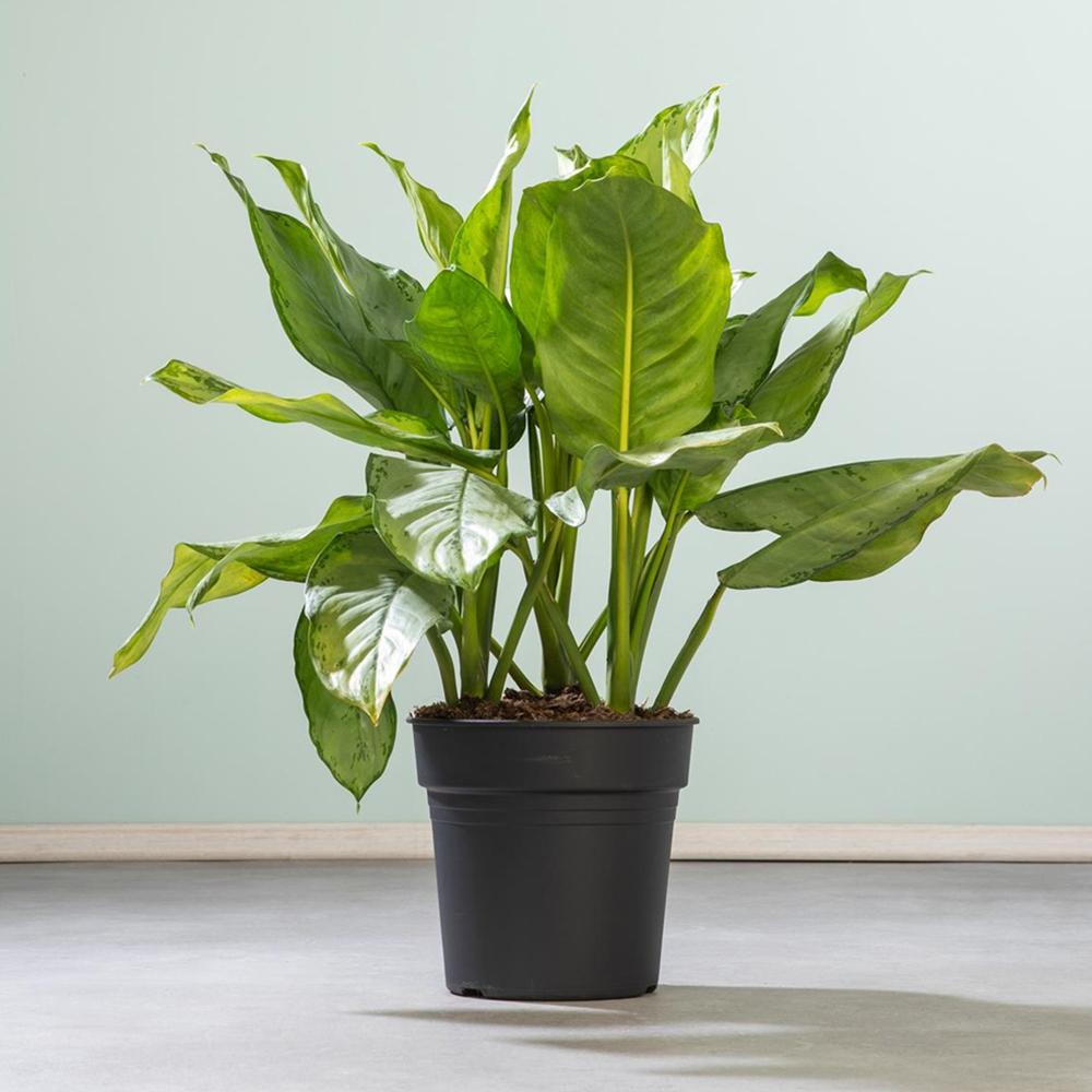 Aglaonema Freedman - 80 cm