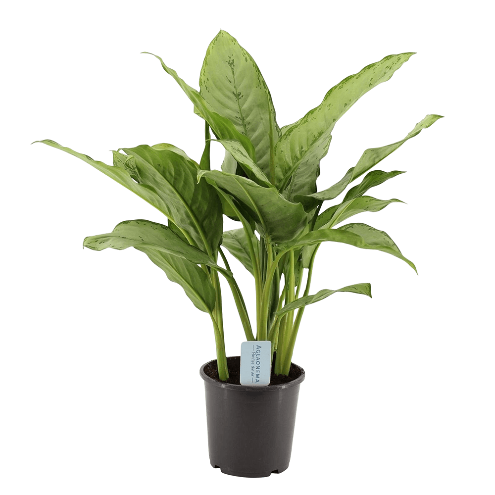 Aglaonema Freedman - 80 cm